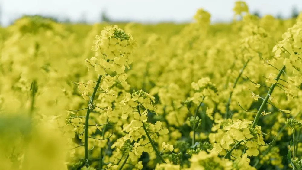 Ви зараз переглядаєте Названо Топ-5 областей за перевиконанням плану сівби ріпаку