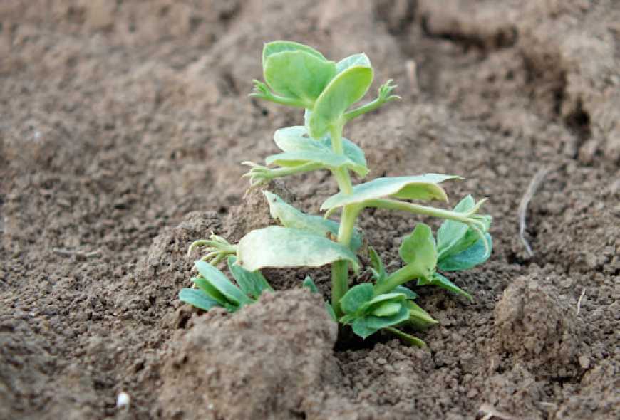 Ви зараз переглядаєте Ольгопіль планує розширити площі під озимим горохом