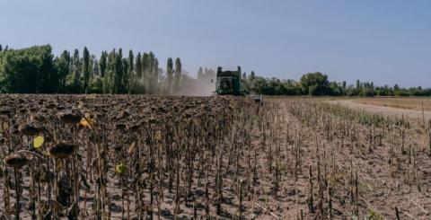 Ви зараз переглядаєте Соняшник залишилось зібрати з менш як 20% площ
