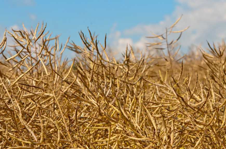 Ви зараз переглядаєте Ринок ріпаку: минулого тижня в Україні знижувалися ціни