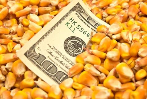 Ви зараз переглядаєте Затримка збирання до кінця жовтня буде підтримувати ціни на кукурудзу в Україні, але далі посилиться тиск через зростання конкуренції
