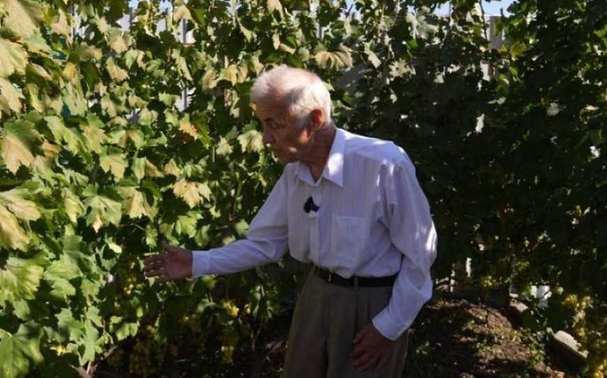 Ви зараз переглядаєте Понад 80 сортів винограду вирощує на власному городі пенсіонер з Дніпра