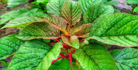 Ви зараз переглядаєте Фермер з Житомирщини розповів про виклики у вирощуванні амаранту