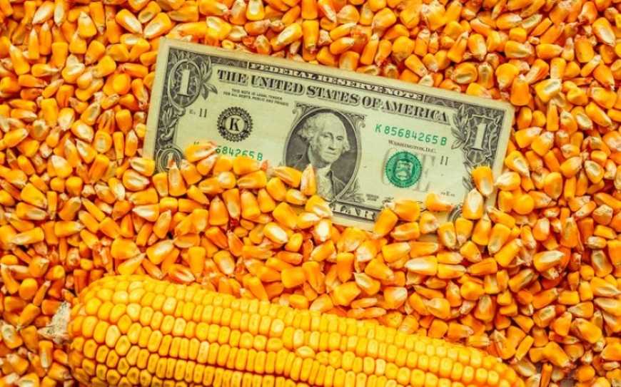 Ви зараз переглядаєте Ринок кукурудзи: ціни в Україні знижуються на очікуваннях гарного врожаю