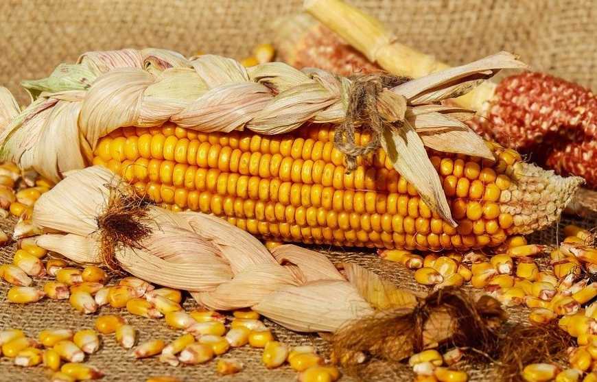 Ви зараз переглядаєте Ринок кукурудзи: ціни в Україні знижуються під тиском падіння біржових котирувань