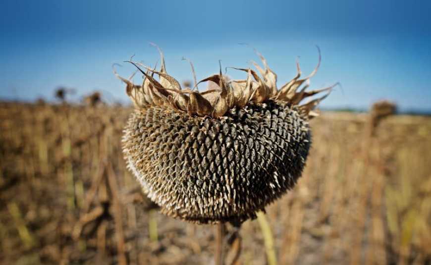 Ви зараз переглядаєте Ринок соняшнику: ціни в Україні зростають на тлі здорожчання соняшникової олії та високого попиту