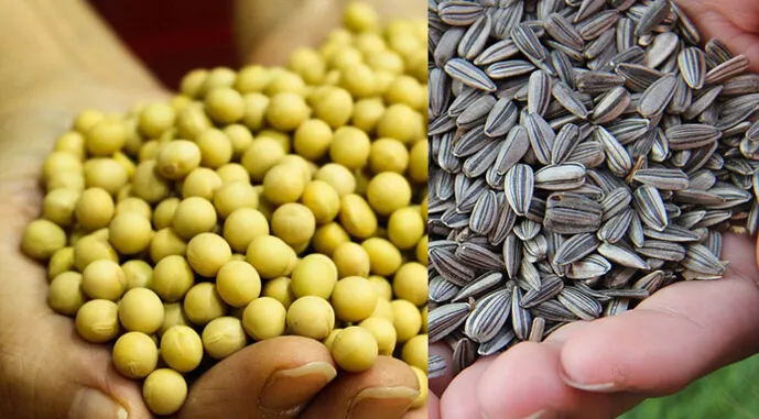 Ви зараз переглядаєте Аналітики зменшили прогноз виробництва сої та соняшнику в Україні