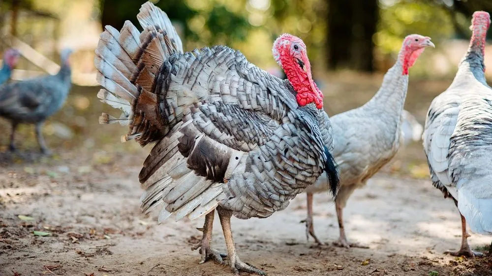 Ви зараз переглядаєте Понад 100 тис курей та індиків знищили у Польщі через пташиний грип