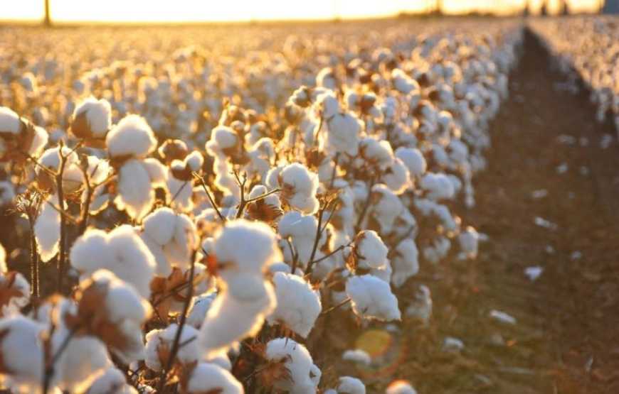 Ви зараз переглядаєте Бавовник: в Україні тестують шість нових сортів