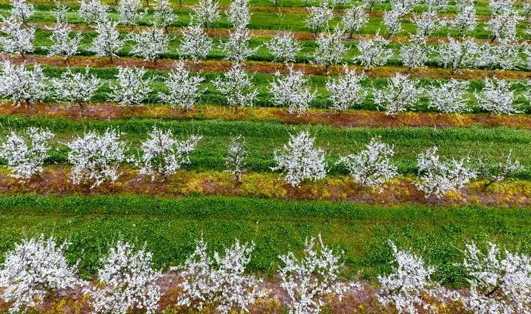 Ви зараз переглядаєте На Одещині фермер створює демонстраційний сад кісточкових