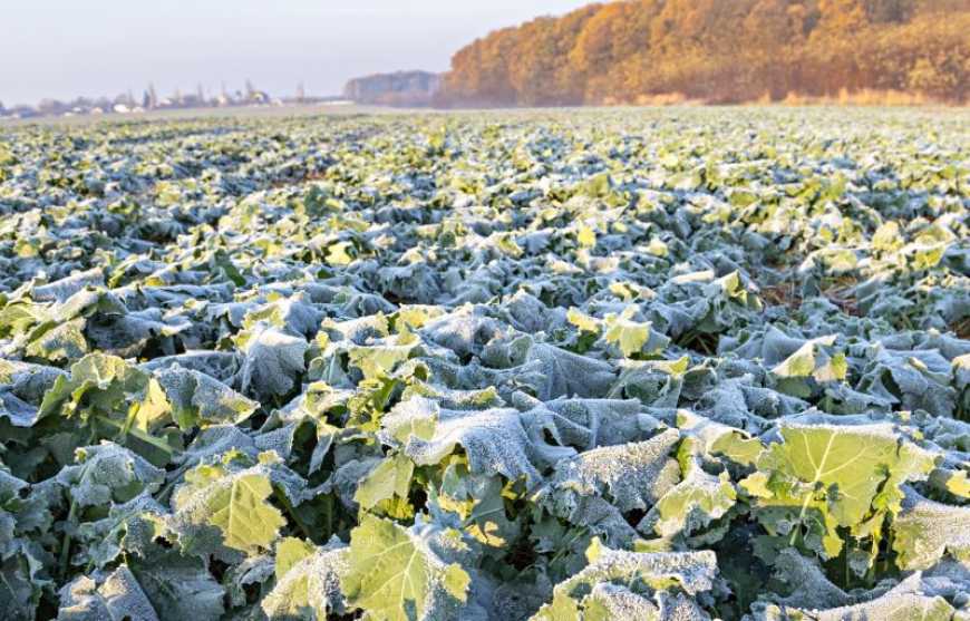 Ви зараз переглядаєте Рістрегуляція ранніх та оптимальних посівів ріпаку