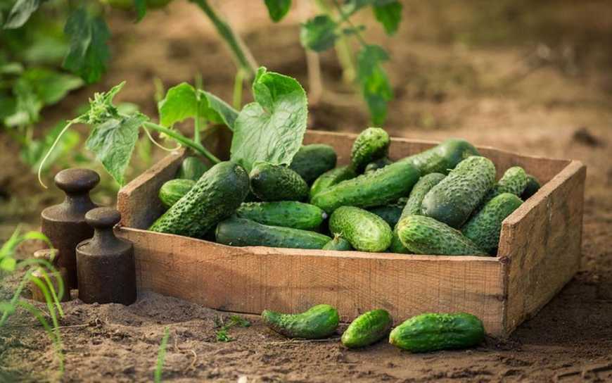 Ви зараз переглядаєте В Україні стрімко зростають ціни на огірки