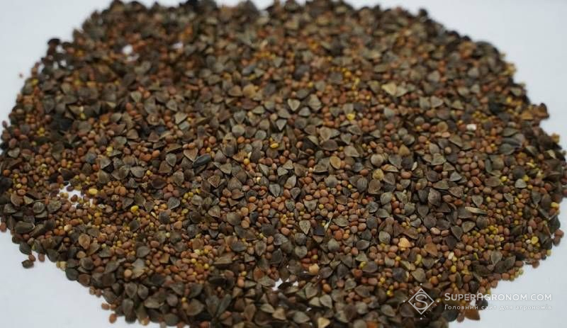 Ви зараз переглядаєте Чому не варто використовувати гречку як компонент сидеральних сумішей — думка
