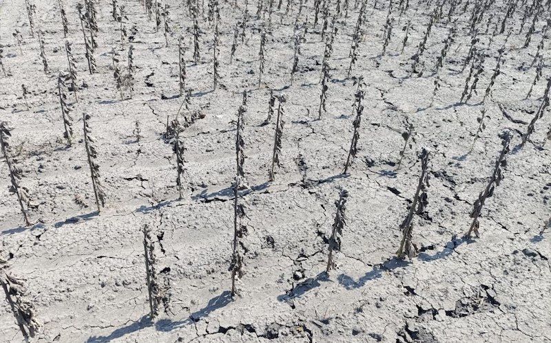 Ви зараз переглядаєте Дефіцит вологи на півдні загрожує агросектору — центр з гідрометеорології