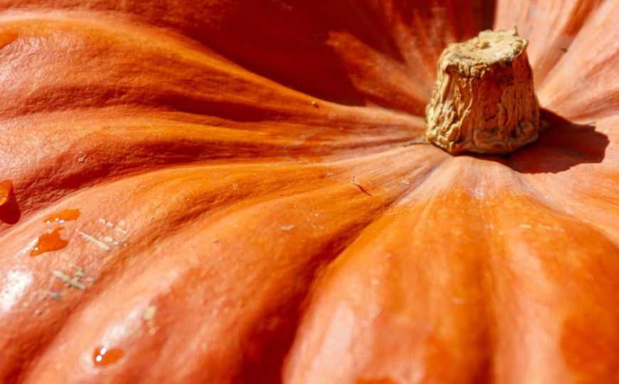 Ви зараз переглядаєте В Україні зростають ціни на гарбузи