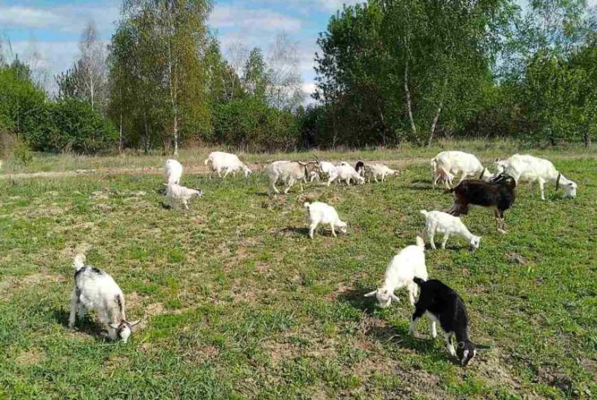Ви зараз переглядаєте Козяча ферма «Ромашка» на Сумщині поступово нарощує молочні «пелюстки»