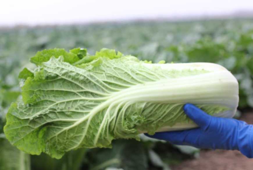 Ви зараз переглядаєте Заради пекінської капусти фермер з Одещини повністю відмовився від вирощування традиційних овочів