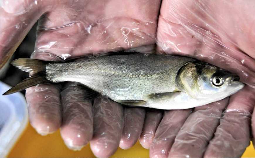 Ви зараз переглядаєте На Кременчуцькому водосховищі здійснили найбільше зариблення