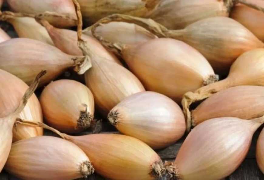 Ви зараз переглядаєте Нові сорти цибулі представили українські науковці