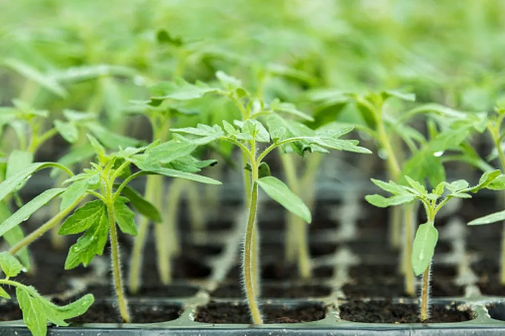 Ви зараз переглядаєте Як виростити помідори з осіннього посіву і отримати загартовану розсаду