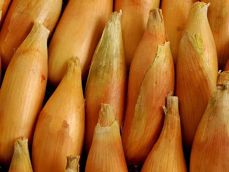 Ви зараз переглядаєте В Україні науковці представили сорти цибулі незвичної форми з рекордною врожайністю