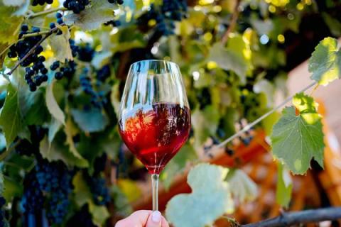 Ви зараз переглядаєте Гранти для виноробів Одещини від ФАО: старт прийому заявок в ДАР