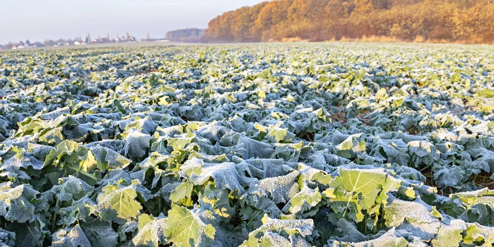 Ви зараз переглядаєте Фахівці назвали ефективне рішення для контролю росту і хвороб ріпака восени