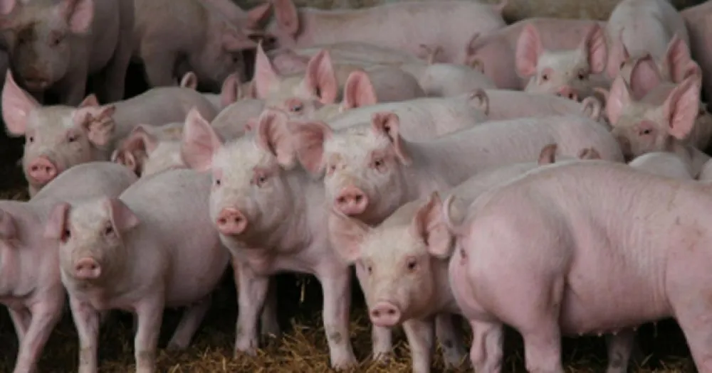 Ви зараз переглядаєте На Кіровоградщині зменшилося поголів’я свиней