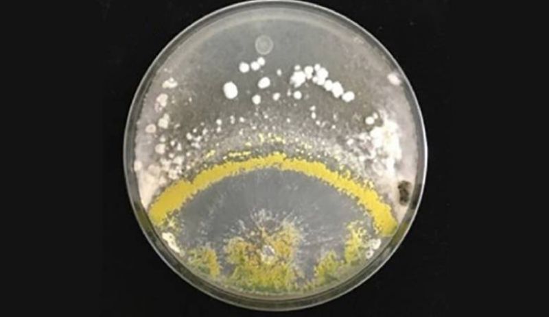 Ви зараз переглядаєте Ґрунтовий гриб виділяє сполуки з металевим запахом, що можуть пригнічувати збудника склеротиніозу, — дослідження