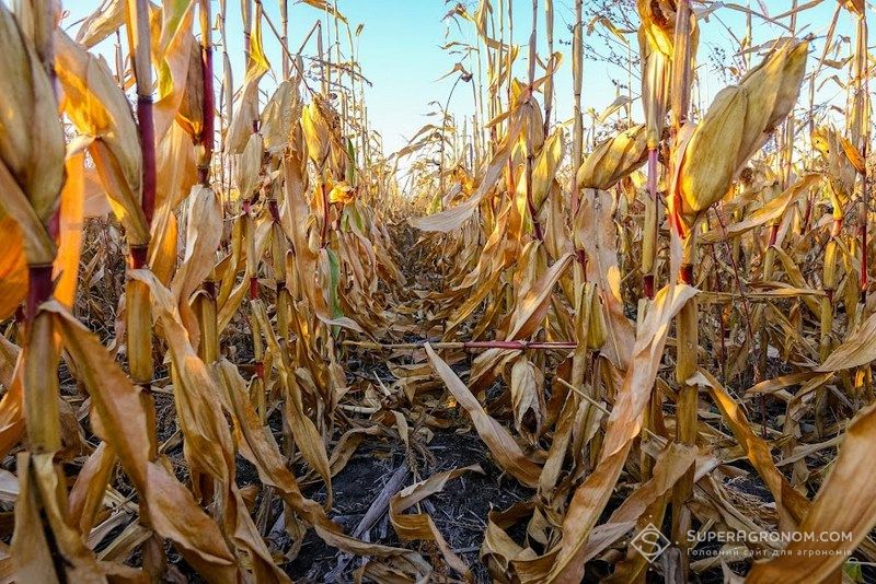 Ви зараз переглядаєте Якість кукурудзи знижується через вологу та затримку збирання, експорт під питанням