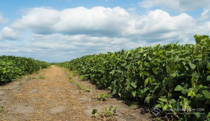 Ви зараз переглядаєте Якщо соєво-ріпакові правки не будуть скасовані, то майже всі аграрії в Україні зменшать посіви сої в наступному році — думка