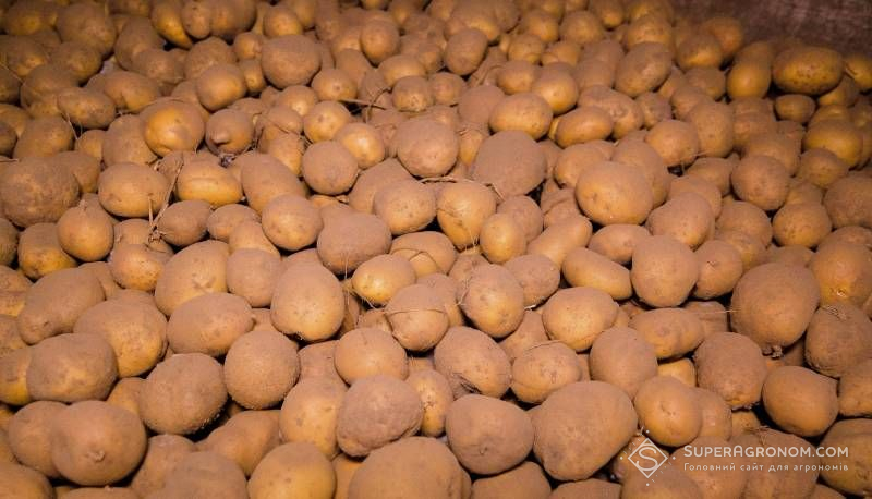 Ви зараз переглядаєте Картоплю фрі неможливо виростити без поливу — засновник першого в Україні заводу з її переробки