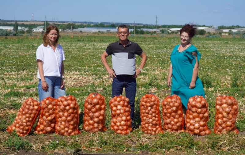 Ви зараз переглядаєте Кримську цибулю може замінити цибуля з Одещини — успішний експеримент вирощування сорту Корея 3