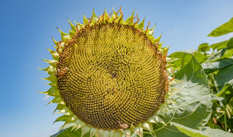 Ви зараз переглядаєте LNZ Group та Syngenta оголосили про старт нової співпраці у сезоні 2025-26