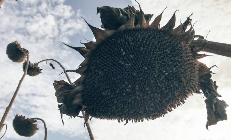 Ви зараз переглядаєте Низький урожай соняшнику на родючих ґрунтах, високий — на бідних — експерт розповів, які помилки допускають аграрії