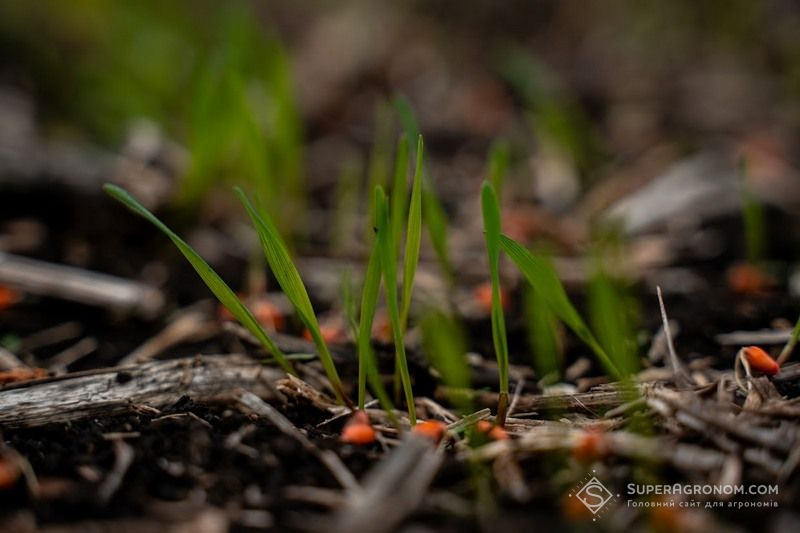 Ви зараз переглядаєте Основні помилки при сівбі озимих культур у пізні строки назвав науковець