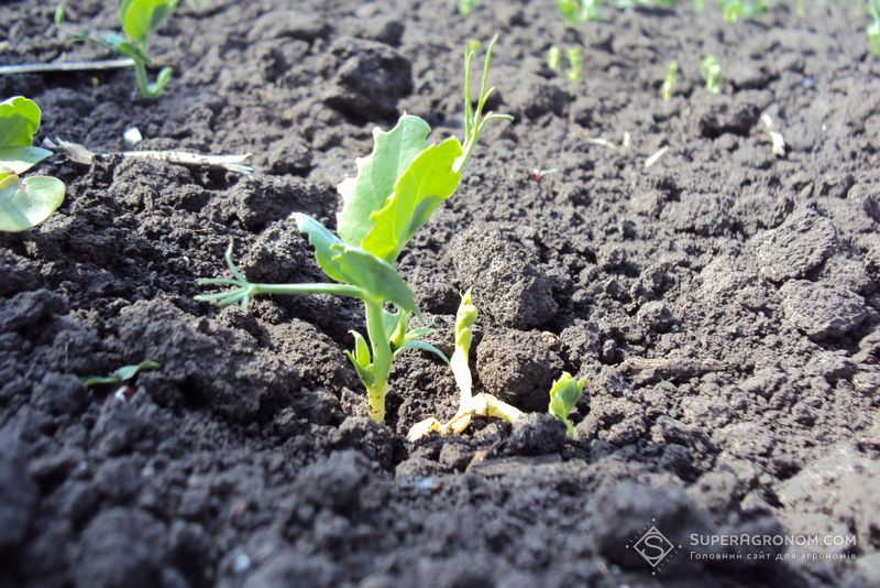 Ви зараз переглядаєте Озимий горох цікавить аграріїв південного регіону як альтернатива соняшнику і сої