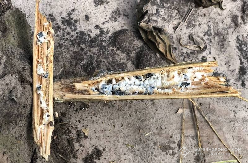 Ви зараз переглядаєте Перенасичення сівозміни соняшником в центрально-західних областях сприяє поширенню склеротиніозу — експерт