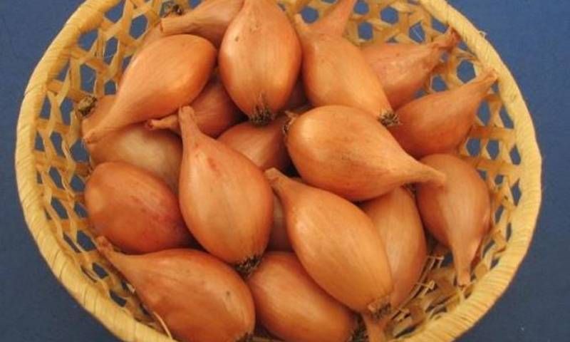 Ви зараз переглядаєте Перспективні сорти цибулі гострої форми і з високою врожайністю представили українські науковці