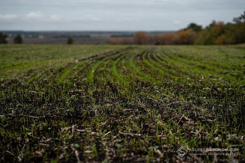 Ви зараз переглядаєте Пізні сходи озимої пшениці отримали з майже місячною затримкою отримали на Дніпропетровщині та Кіровоградщині