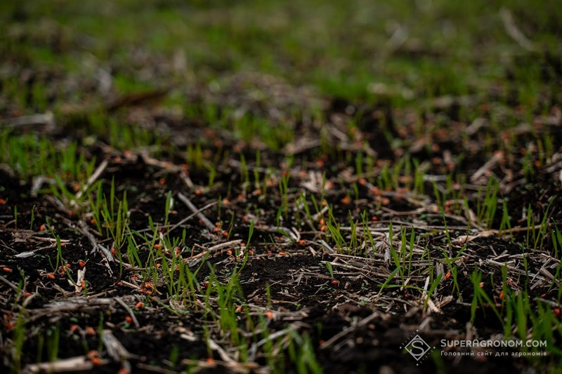 Озима пшениця в ФГ «Омельяненко»