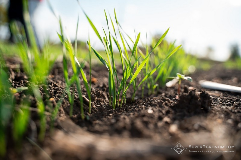 Озима пшениця в СПП «Чумаки» станом на 14 жовтня
