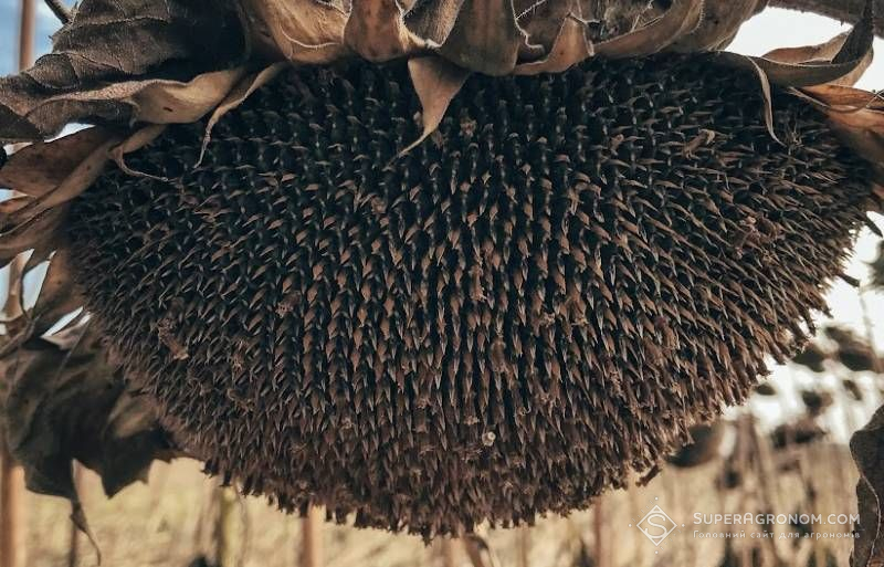 Ви зараз переглядаєте Погода гальмує збирання соняшнику, попит зростає, ціна теж — аналітики