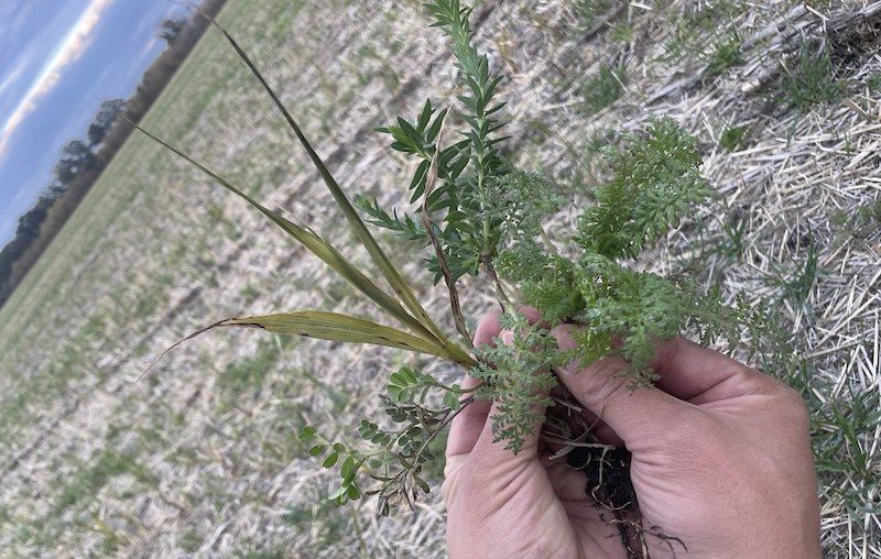 Ви зараз переглядаєте Покривні культури впроваджують на Миколаївщині — досвідом поділились в ФГ «Аннушка»