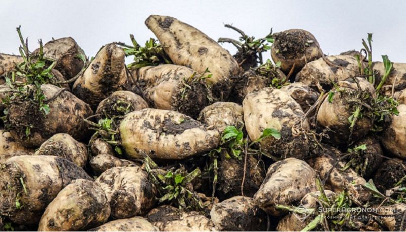 Ви зараз переглядаєте Попри складний сезон для цукрових буряків, середня урожайність в Україні висока