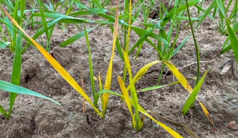 Ви зараз переглядаєте Пожовтіння сходів озимих зернових — причини пояснили польські фахівці