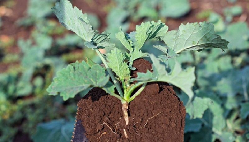 Ви зараз переглядаєте Про росторегуляцію ріпаку пізніх термінів сівби та контроль хвороб розповів фахівець