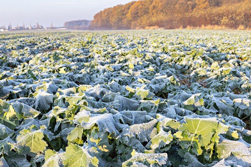 Ви зараз переглядаєте Рістрегуляція озимого ріпаку ранніх посівів: фахівець порекомендував дієвий засіб