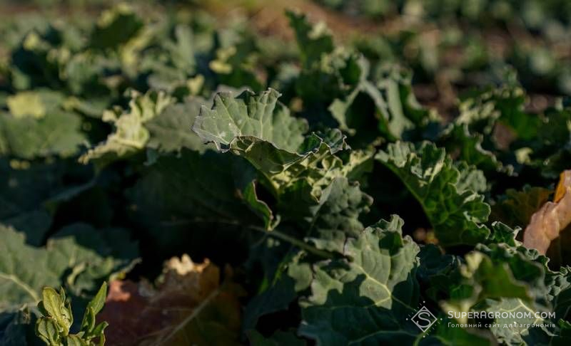 Ви зараз переглядаєте Різкі перепади температур спричинили фосфорне й азотне голодування озимого ріпаку