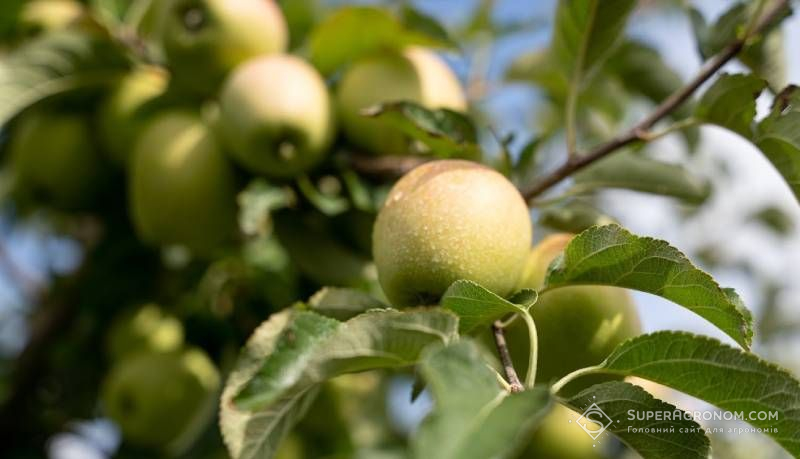 Ви зараз переглядаєте Урожай яблук на Кіровоградщині цьогоріч буде меншим — зимові сорти постраждали від весняних заморозків